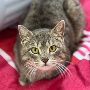 Greysen, Young Female Domestic Short Hair