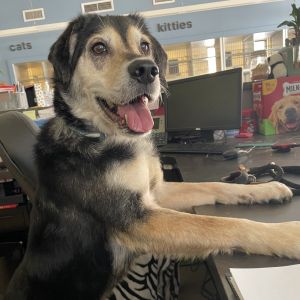 Dante, Senior Male Mixed Breed