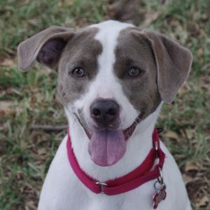 Hi my name is Yogi I am a sweet affectionate boy Im a bit shy but love attention and cuddling