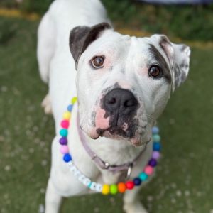 Sally Mae, Adult Female unknown