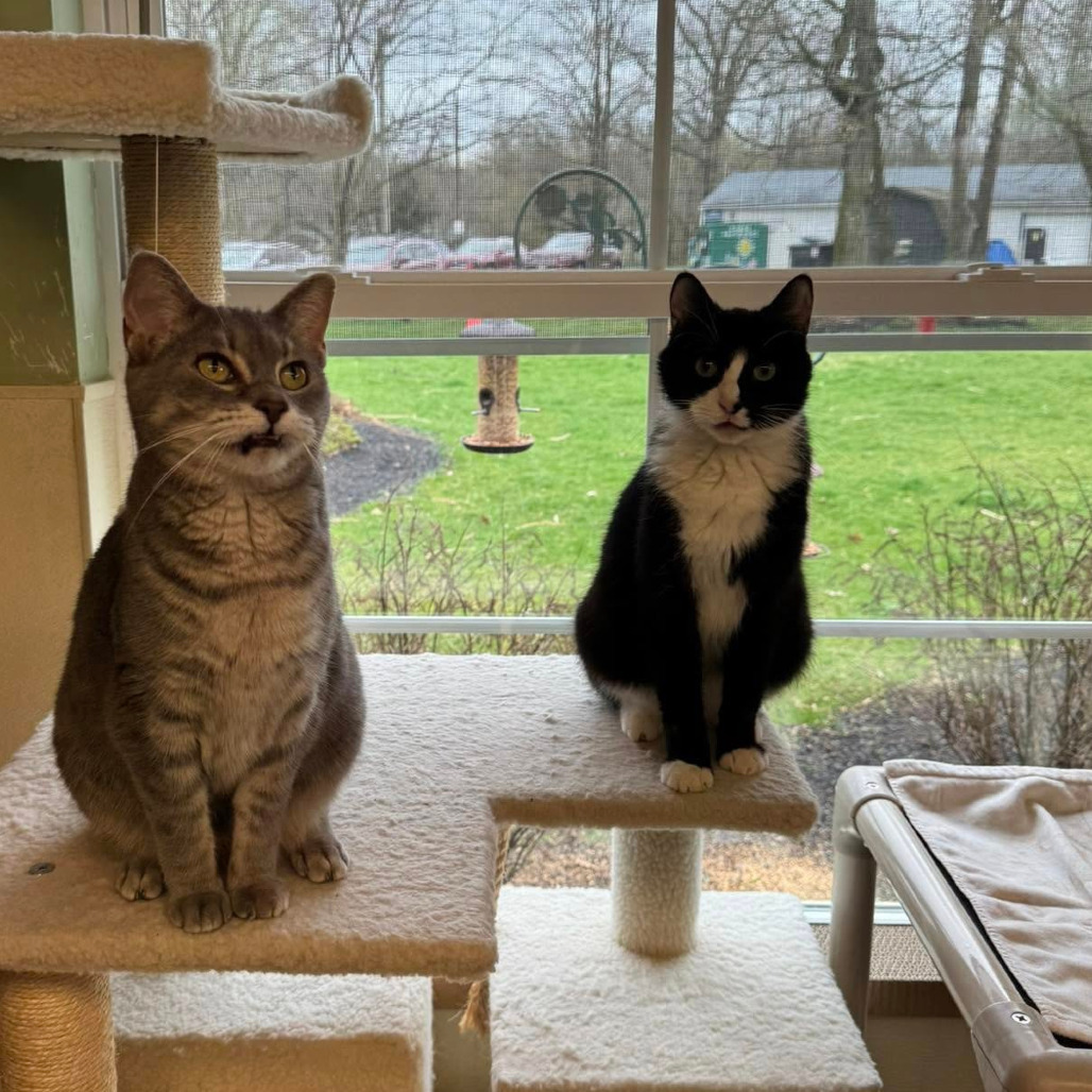 Callie bonded w/ Ember