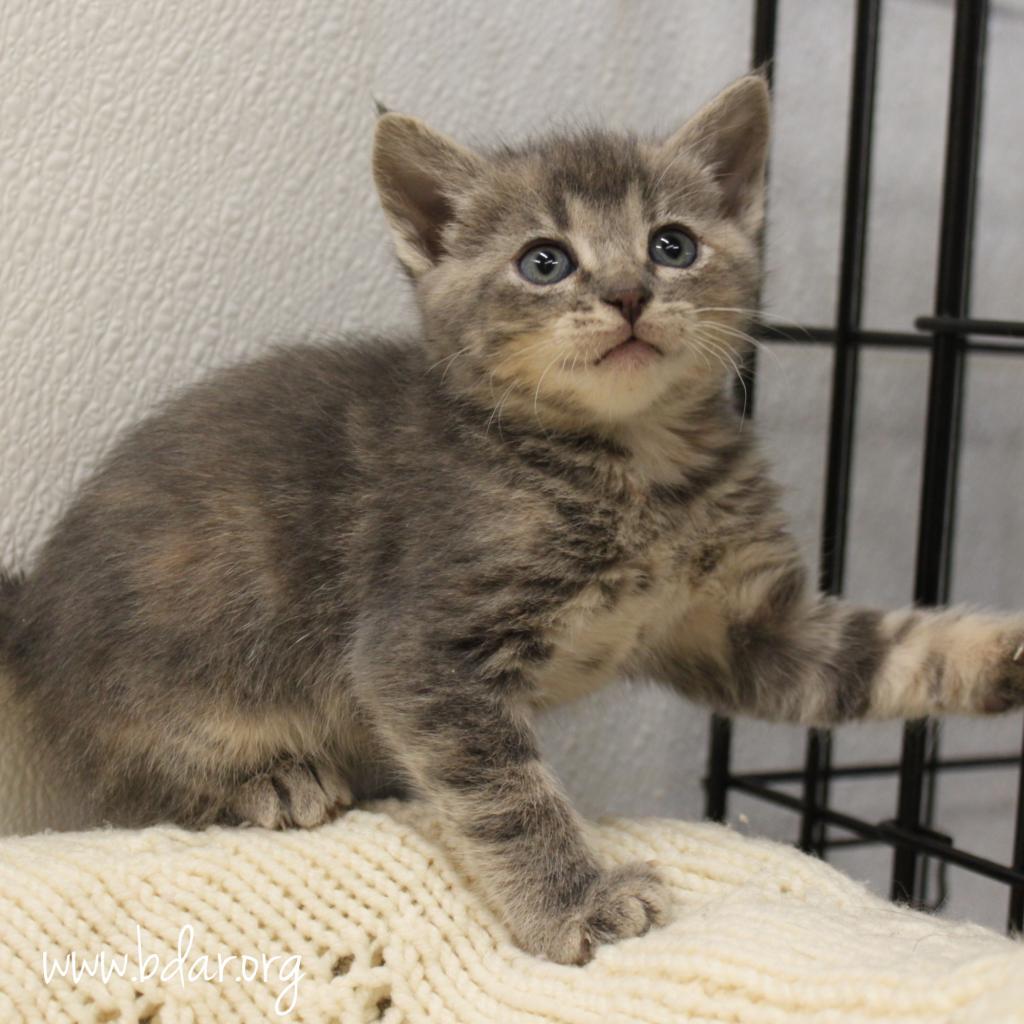 Willow Rose, an adoptable Domestic Short Hair in Cheyenne, WY, 82009 | Photo Image 2