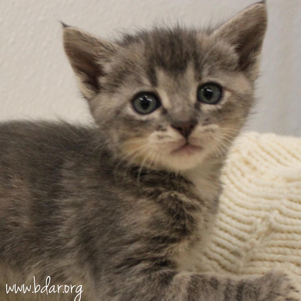 Willow Rose, an adoptable Domestic Short Hair in Cheyenne, WY, 82009 | Photo Image 3