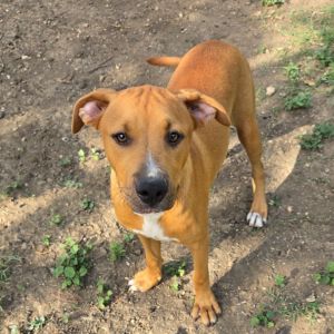 Jupiter, Young Male Retriever