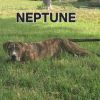 Neptune photo 3