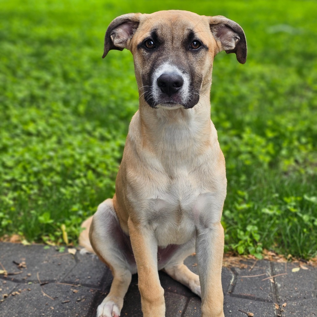 Chomper, an adoptable Pit Bull Terrier, Dogo Argentino in Brainerd, MN, 56401 | Photo Image 1
