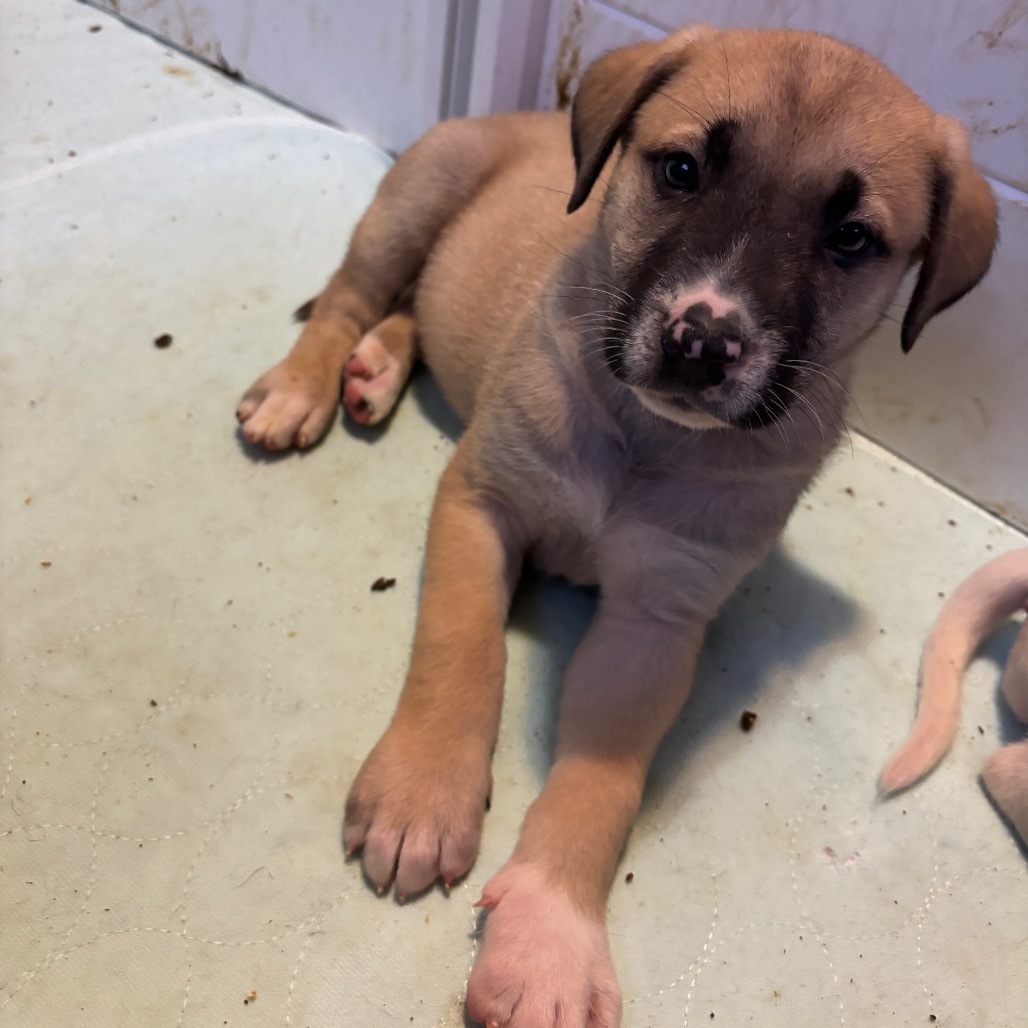 Chomper, an adoptable Pit Bull Terrier, Dogo Argentino in Brainerd, MN, 56401 | Photo Image 4