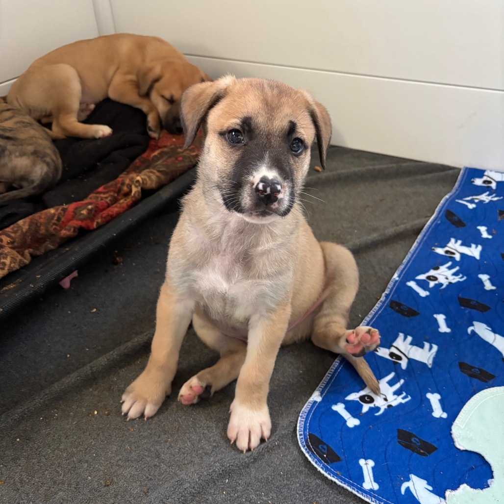 Chomper, an adoptable Pit Bull Terrier, Dogo Argentino in Brainerd, MN, 56401 | Photo Image 5
