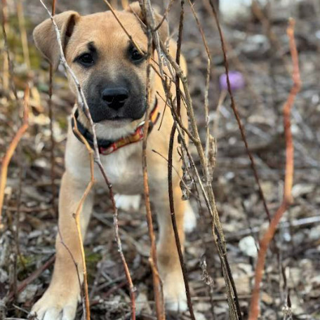 Petrie, an adoptable Pit Bull Terrier, Dogo Argentino in Lake George, MN, 56458 | Photo Image 1