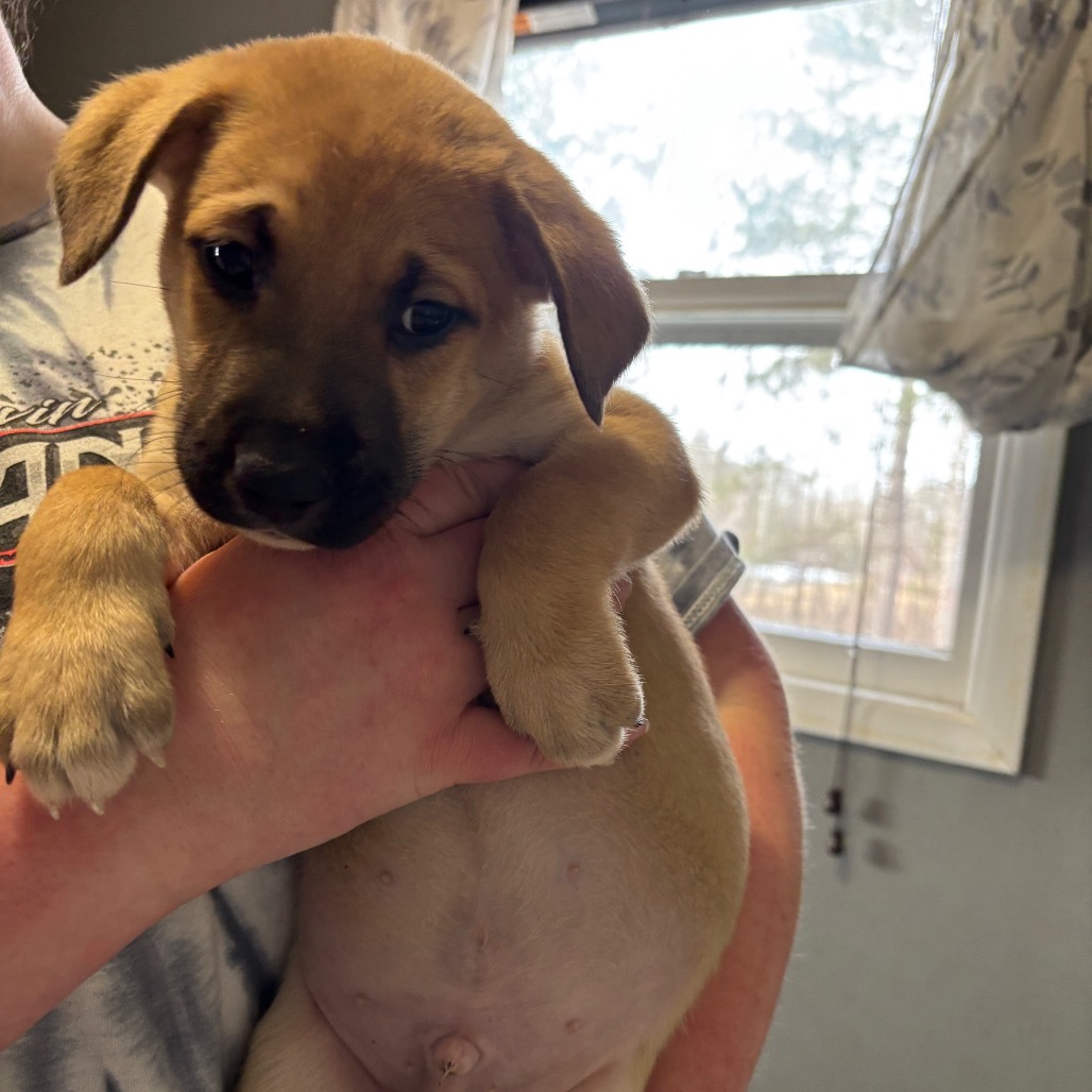 Petrie, an adoptable Pit Bull Terrier, Dogo Argentino in Lake George, MN, 56458 | Photo Image 3
