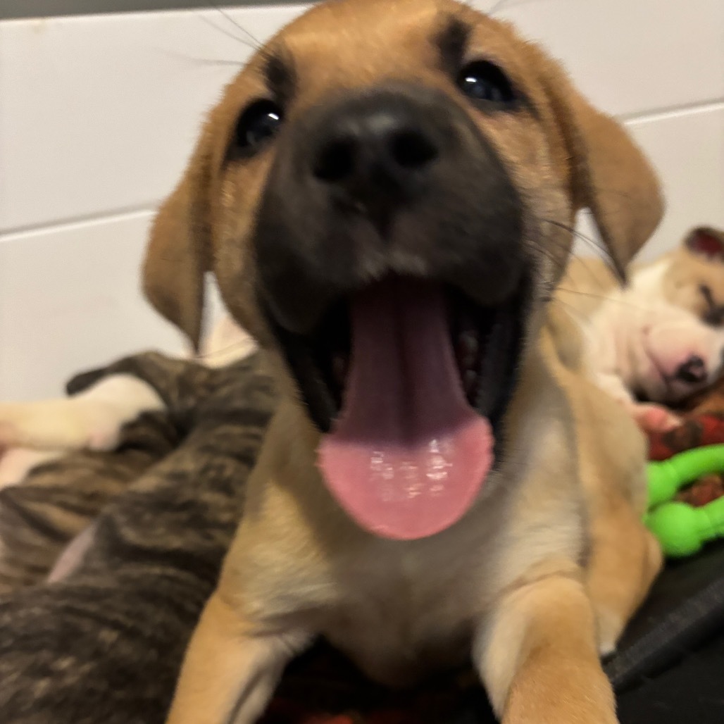 Petrie, an adoptable Pit Bull Terrier, Dogo Argentino in Lake George, MN, 56458 | Photo Image 5
