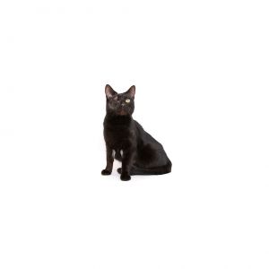 Rosie is a pretty and fun-loving cat whos ready for a fresh start Whether you