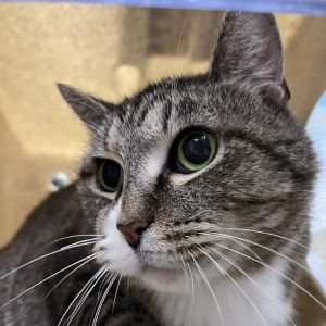 Allspice, Adult Female Domestic Short Hair