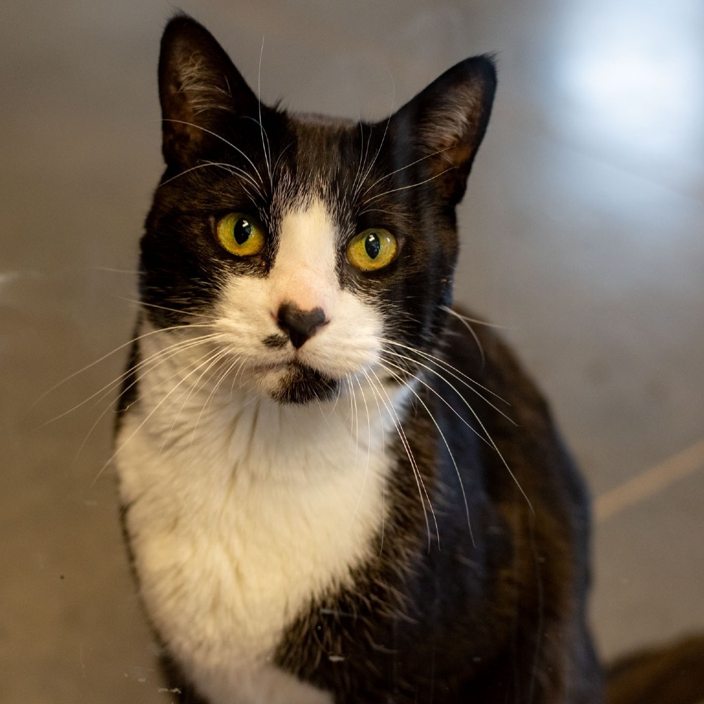 Speck, an adoptable Domestic Short Hair in Idaho Falls, ID, 83402 | Photo Image 1