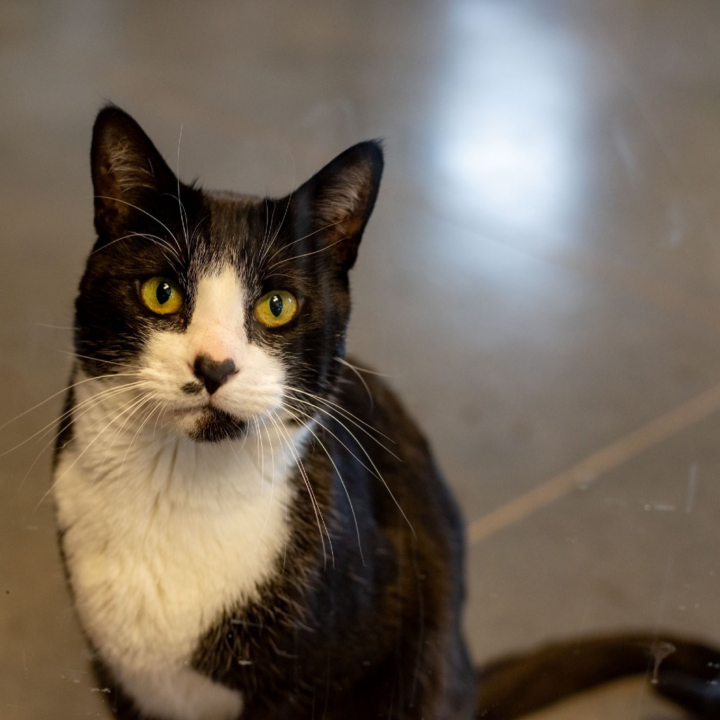 Speck, an adoptable Domestic Short Hair in Idaho Falls, ID, 83402 | Photo Image 2