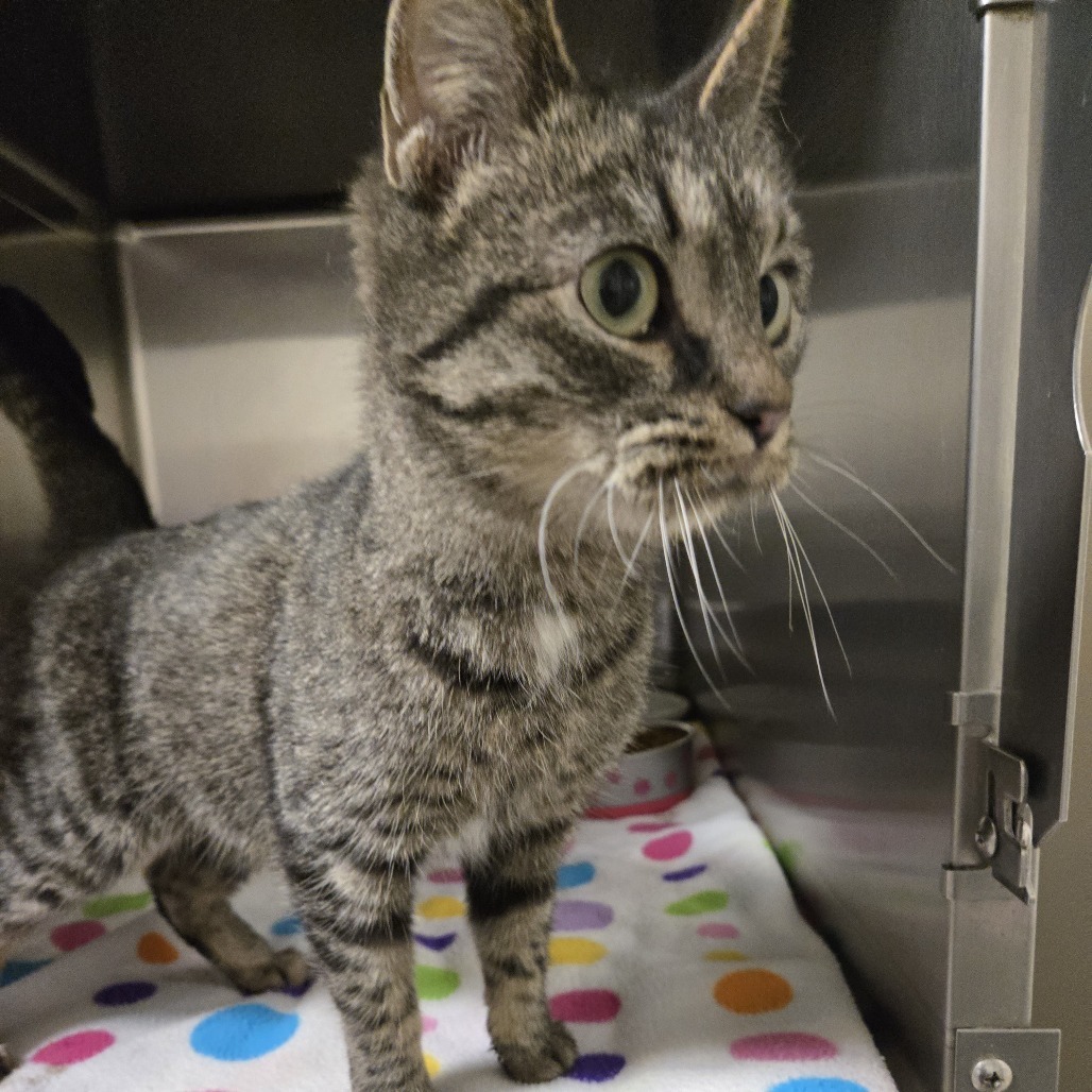 Bridget, an adoptable American Shorthair in Cody, WY, 82414 | Photo Image 1
