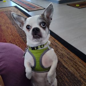 Kilo OS NV, Senior Male Chihuahua