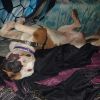 Breyer photo 5