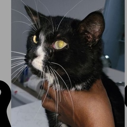 Cat for adoption - Pete, a Domestic Short Hair in Philadelphia, PA ...