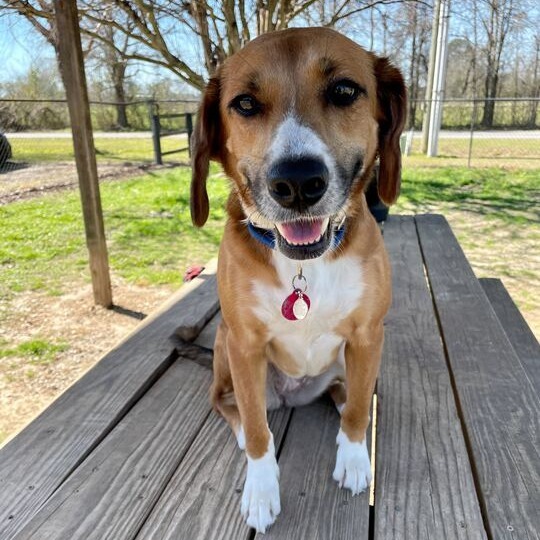 Penny
