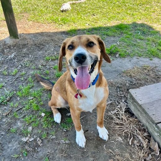 Penny
