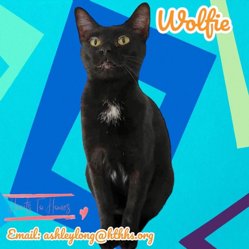 Wolfie, an adoptable Domestic Short Hair in Nashville, GA, 31639 | Photo Image 1