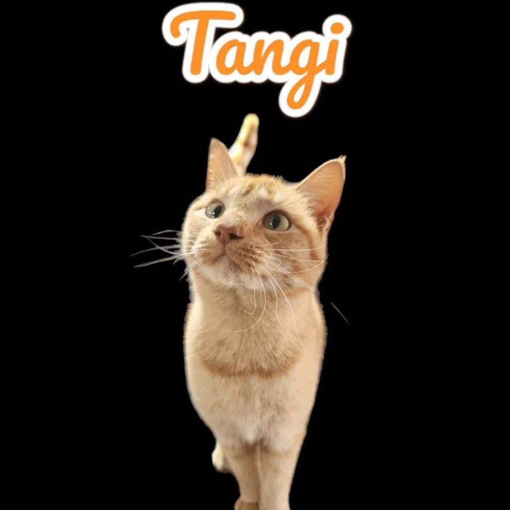 Tangi, an adoptable Domestic Short Hair in Nashville, GA, 31639 | Photo Image 1