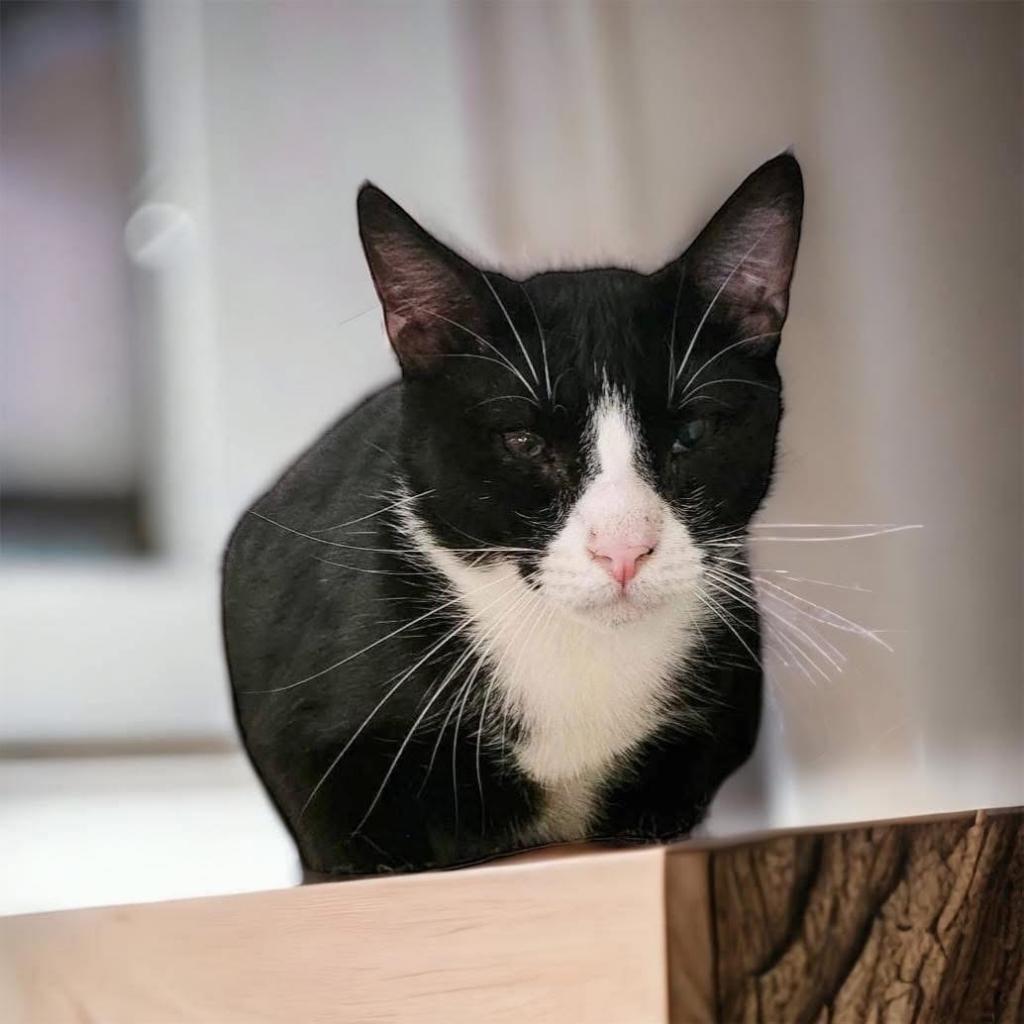 Swag, an adoptable Domestic Short Hair in Nashville, GA, 31639 | Photo Image 1