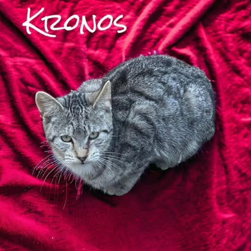 Kronos, an adoptable American Shorthair in Nashville, GA, 31639 | Photo Image 1