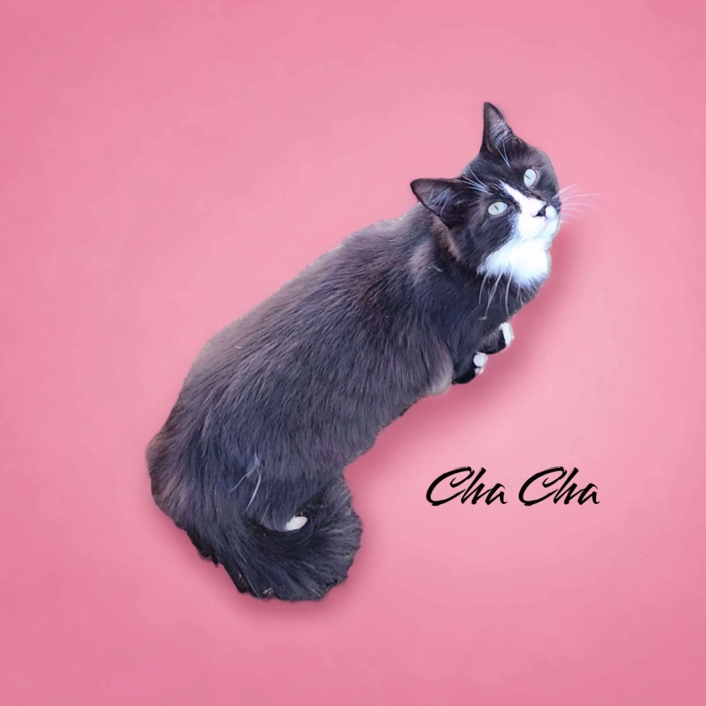 Cha Cha, an adoptable Domestic Long Hair in Nashville, GA, 31639 | Photo Image 1