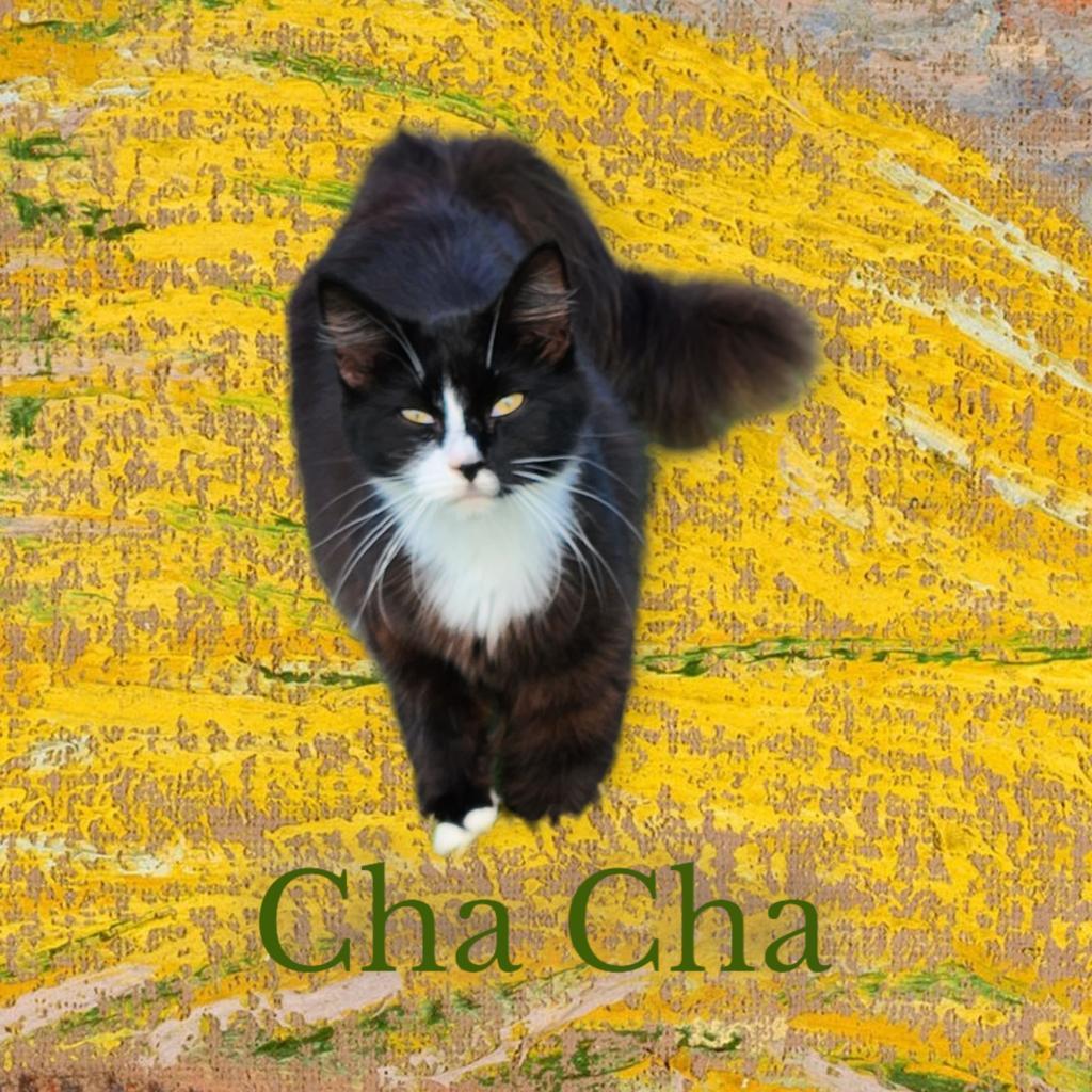 Cha Cha, an adoptable Domestic Long Hair in Nashville, GA, 31639 | Photo Image 2