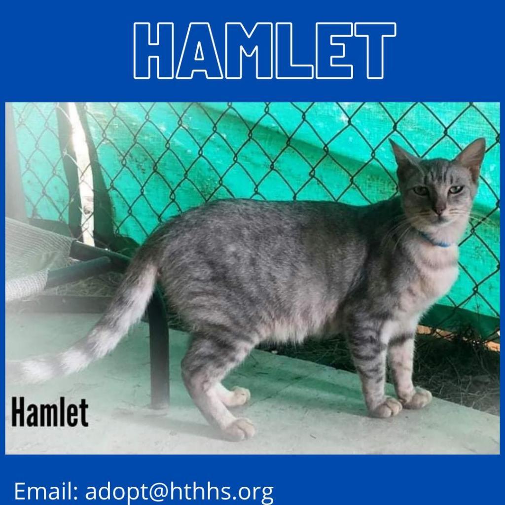 Hamlet, an adoptable American Shorthair in Nashville, GA, 31639 | Photo Image 1