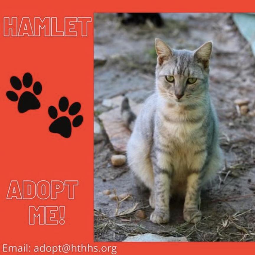 Hamlet, an adoptable American Shorthair in Nashville, GA, 31639 | Photo Image 2