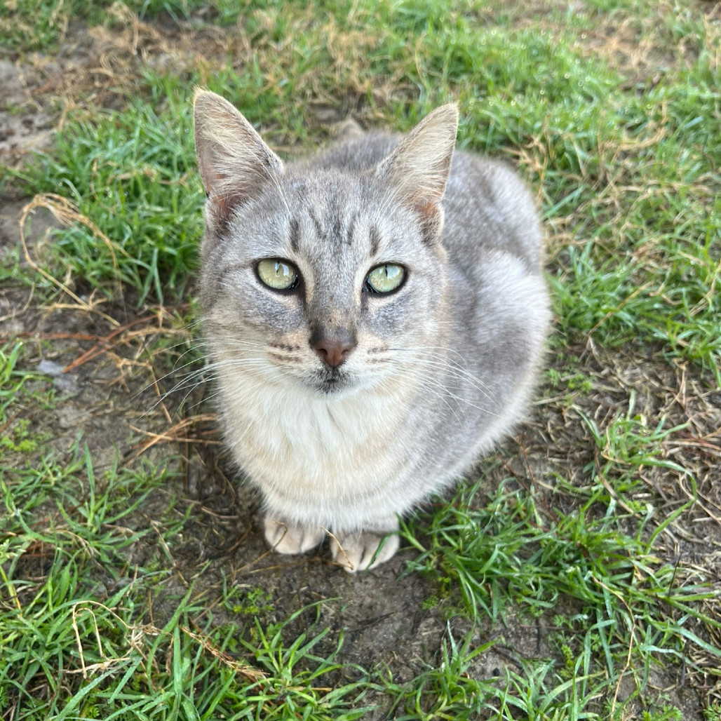 Hamlet, an adoptable American Shorthair in Nashville, GA, 31639 | Photo Image 3