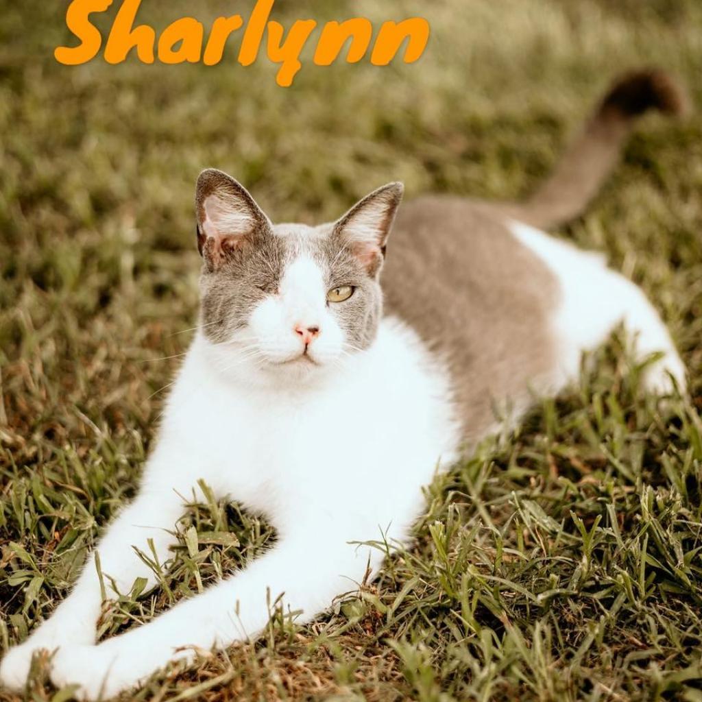 Sharlynn, an adoptable Domestic Short Hair in Nashville, GA, 31639 | Photo Image 1
