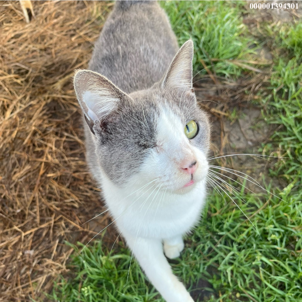 Sharlynn, an adoptable Domestic Short Hair in Nashville, GA, 31639 | Photo Image 2