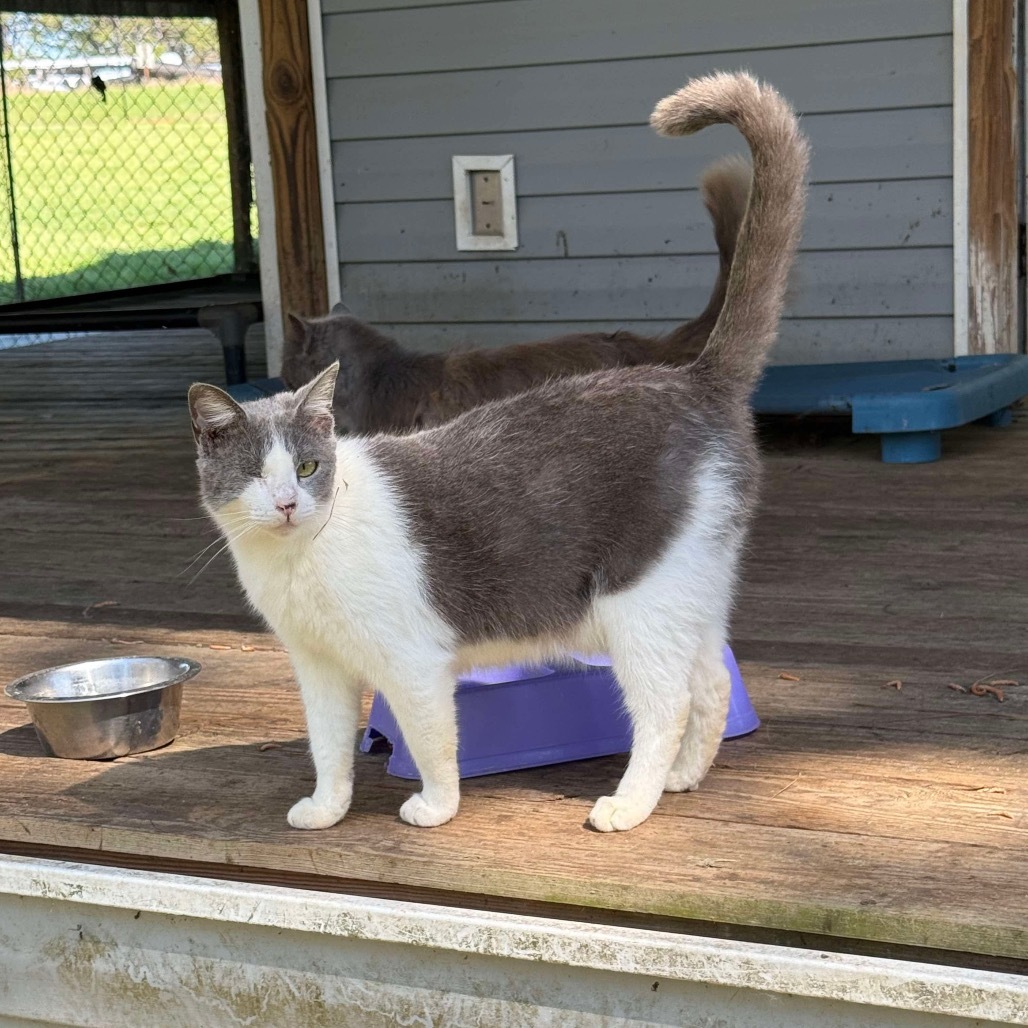 Sharlynn, an adoptable Domestic Short Hair in Nashville, GA, 31639 | Photo Image 3