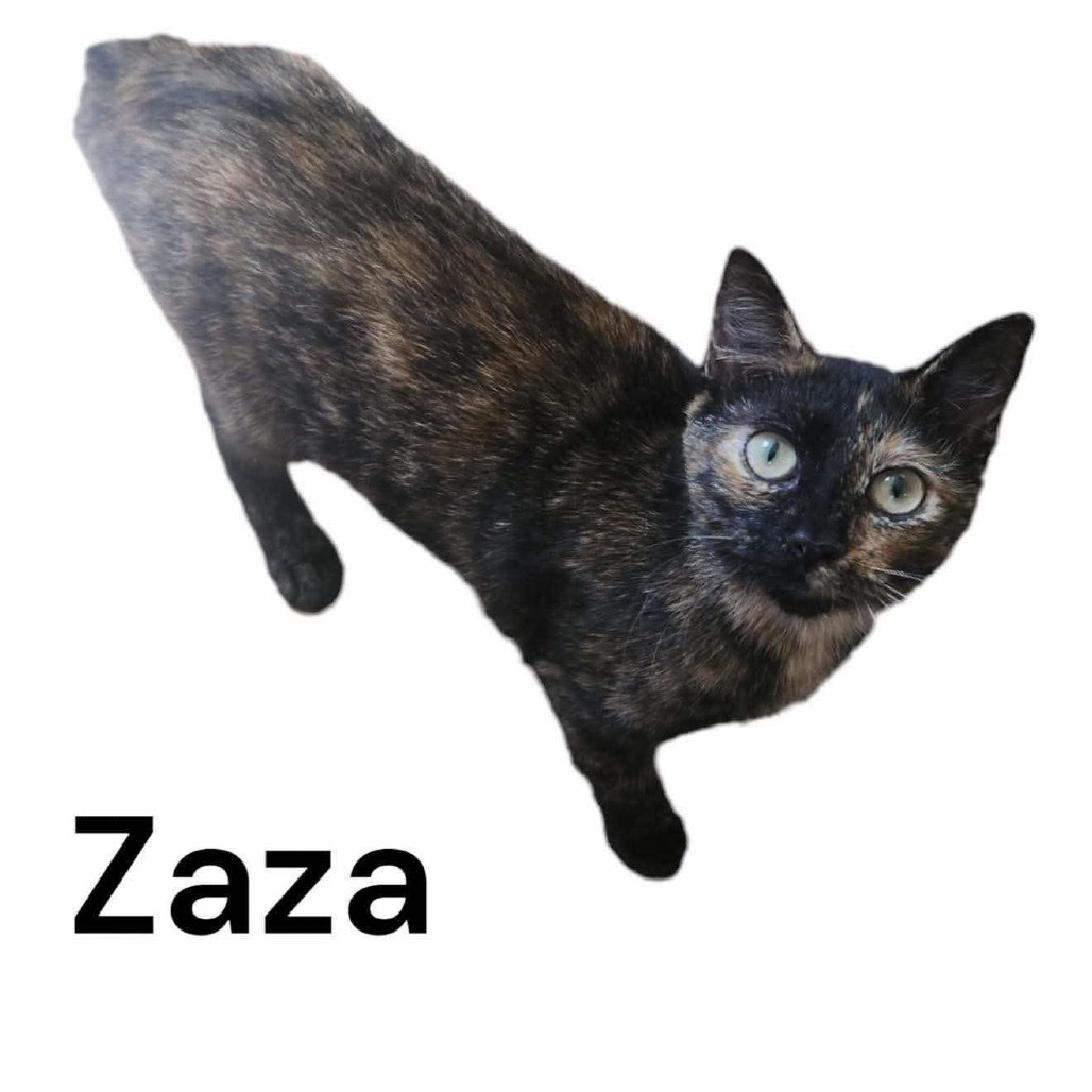 ZaZa, an adoptable Manx in Nashville, GA, 31639 | Photo Image 1