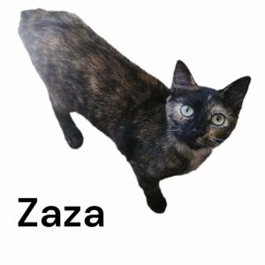 ZaZa