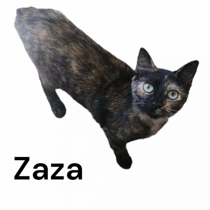 ZaZa 1