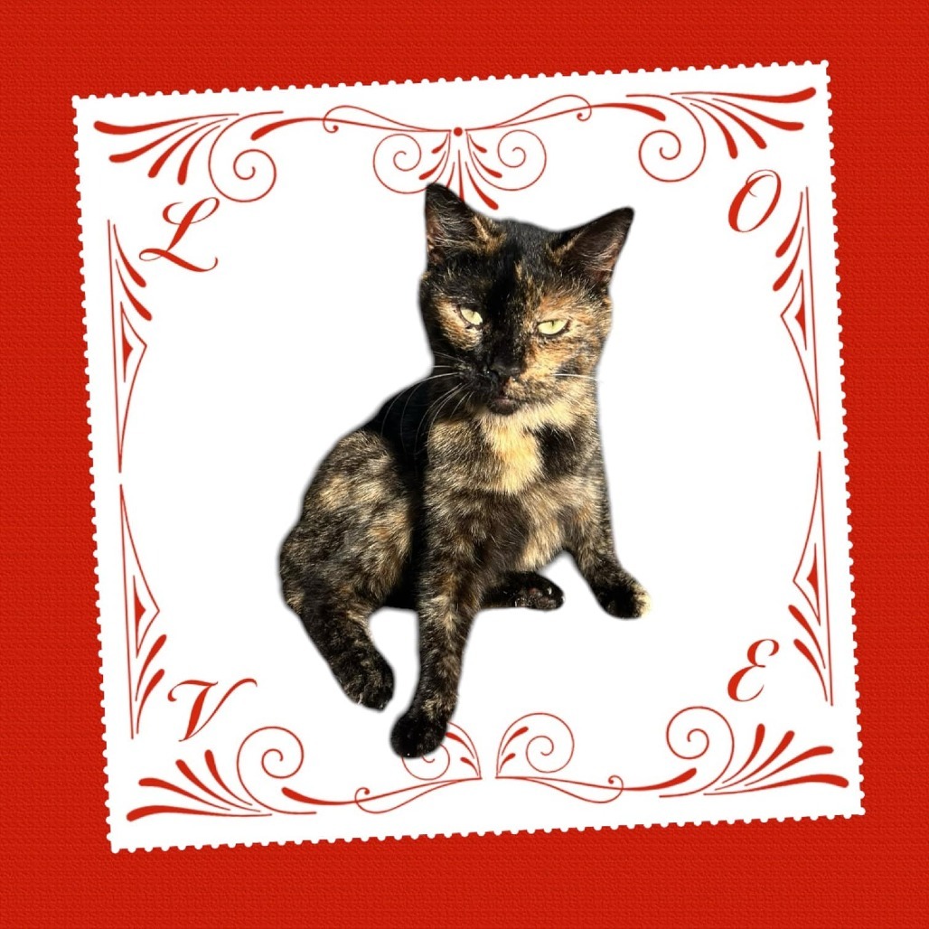 ZaZa, an adoptable Manx in Nashville, GA, 31639 | Photo Image 2