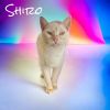 Shiro photo 1