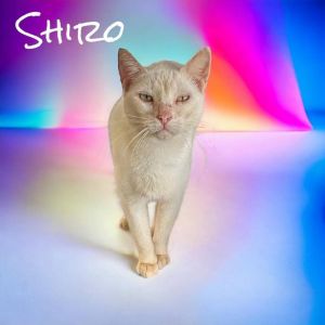 Shiro, Adult Male Domestic Short Hair