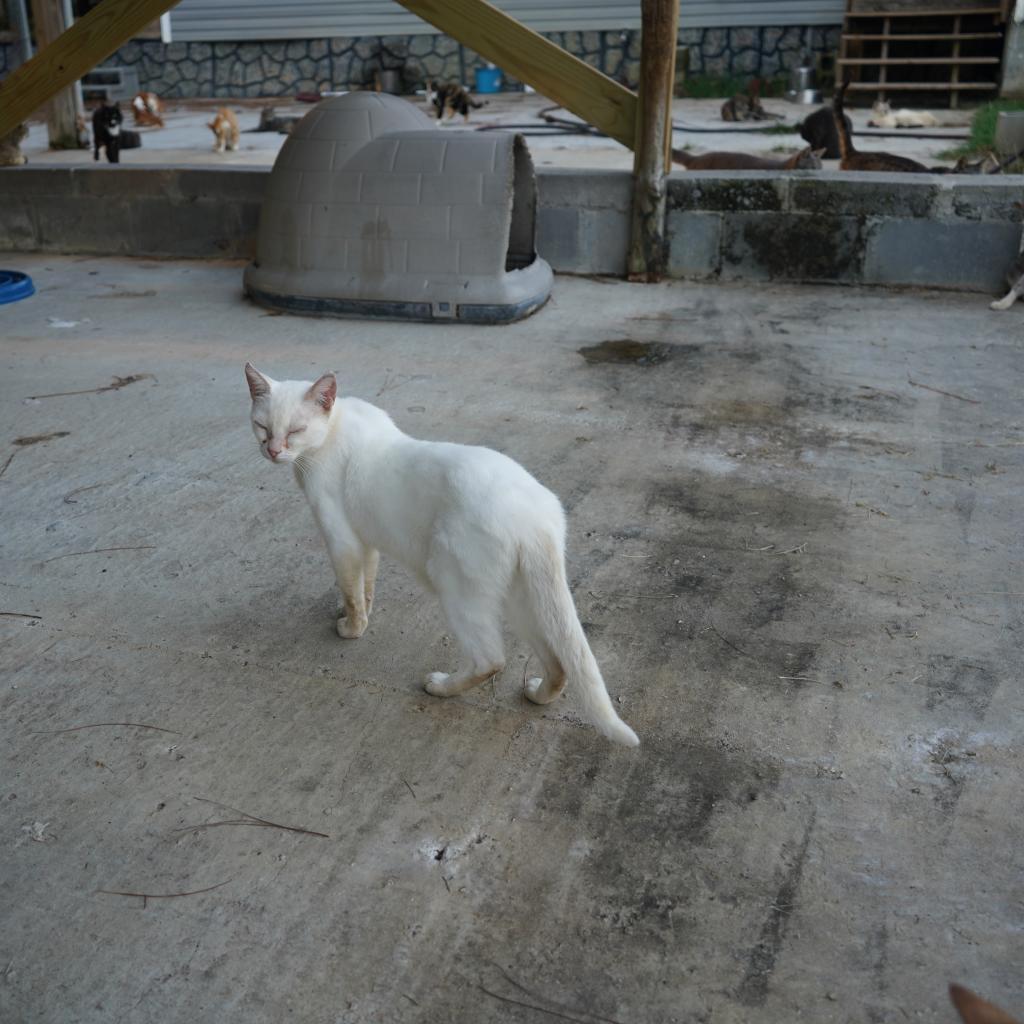 Shiro