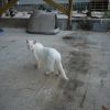 Shiro photo 2