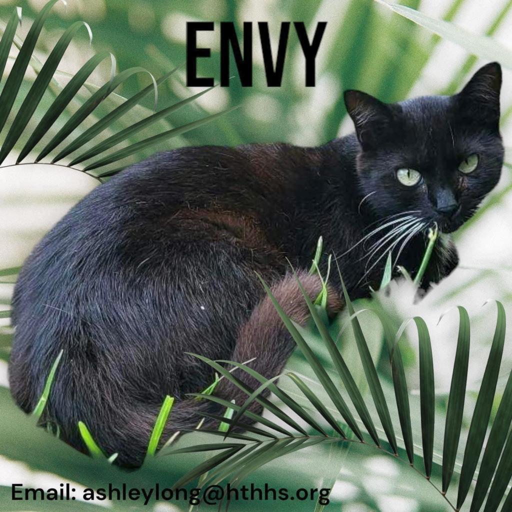 Envy