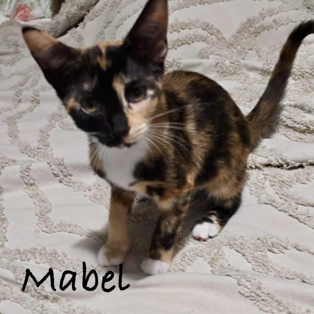 Mabel