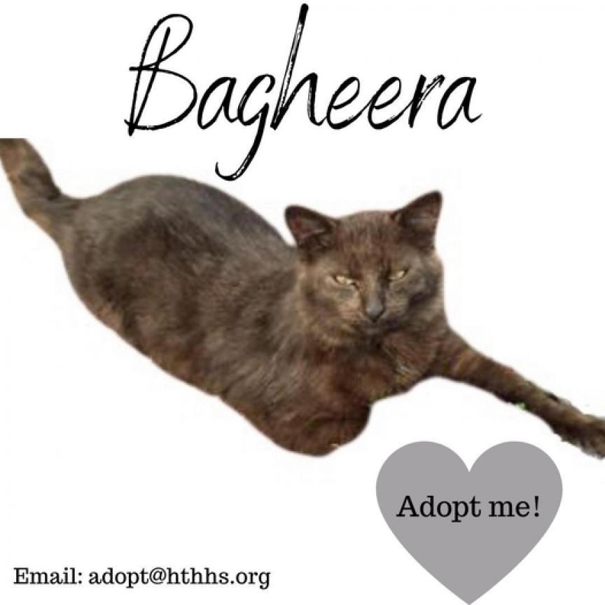 Bagheera, an adoptable Domestic Long Hair in Nashville, GA, 31639 | Photo Image 2