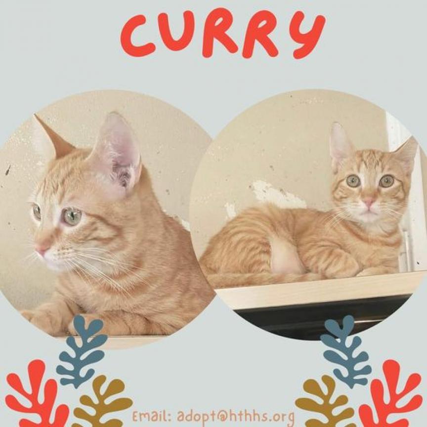 Curry