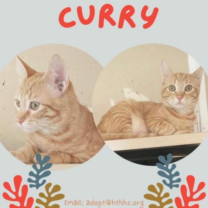 Curry
